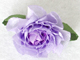 缎带花-浅紫