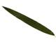 小劍蘭葉-11深綠